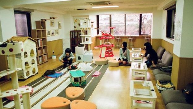 BBC Travel Feline fun in Japan  s cat  cafes 