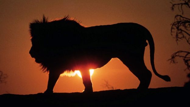 A night without a lion's roar is an incomplete night, by WWF-Kenya