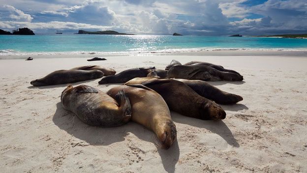 BBC - Travel - World's best beaches for wildlife