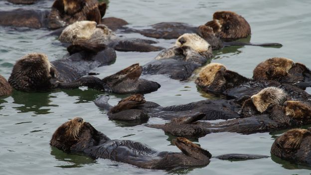 BBC - Travel - In search of the California sea otter