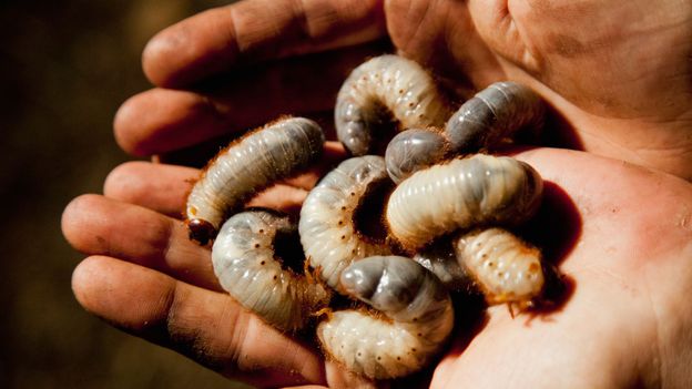 „Nećemo jesti bube": Od šale na internetu do teorije zavere