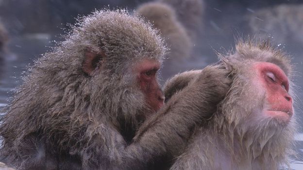 Why humans and animals rely on social touch - BBC Future