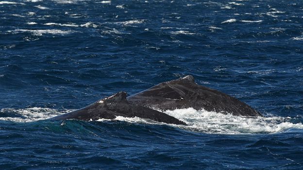 BBC - Travel - Whale watching on Ireland’s newest coastal route