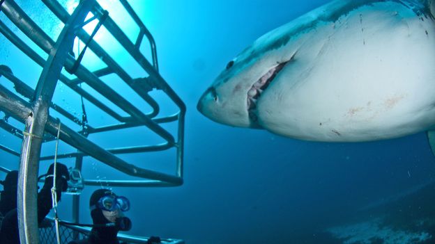 A big idea — from a shark attack