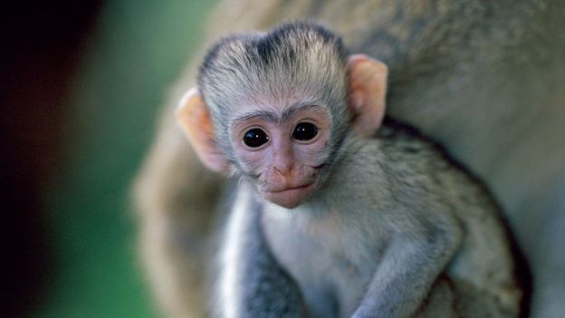 c Earth Cute Baby Monkeys At Play