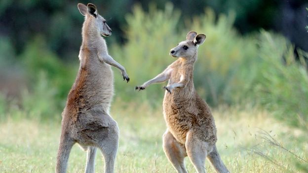 BBC - Earth - Kangaroos clash in boxing match