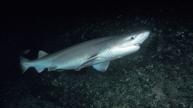 BBC - Earth - Unbelievable deep-sea encounter with a giant shark