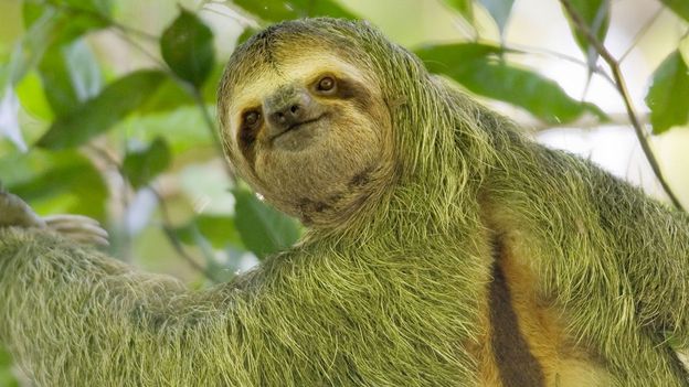 BBC - Earth - The truth about sloths