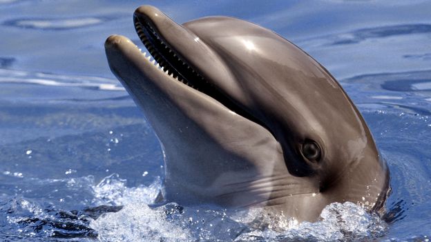 BBC - Earth - Are dolphins cleverer than dogs?