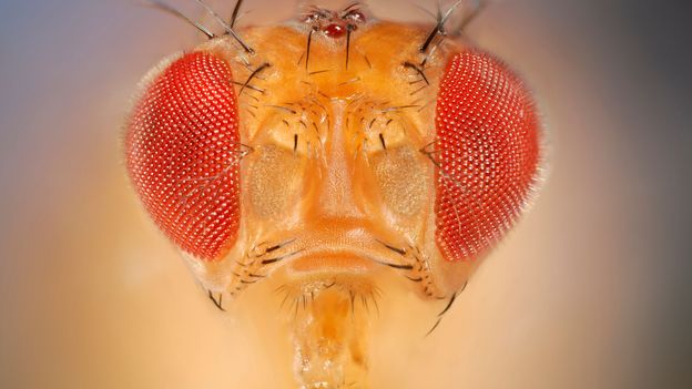 Bbc Earth The Insect That Loves Having Sex