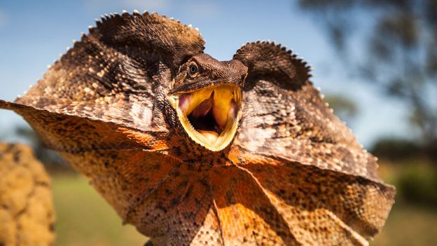 BBC - Earth - Ten of the weirdest monsoon species