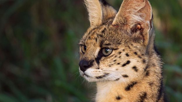 7 of Africa's forgotten wild cats