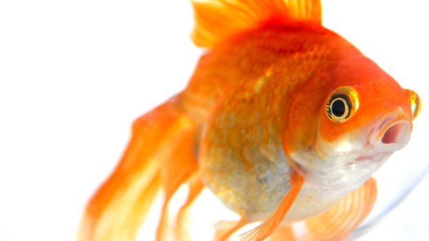 pet goldfish