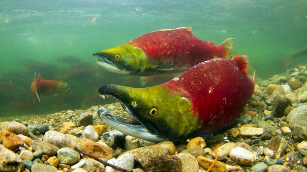 BBC - Travel - Eyeball to eyeball with Canada’s migrating salmon