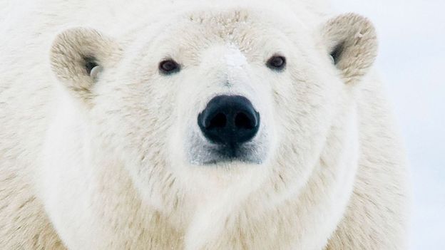 BBC - Earth - Live camera: Watch polar bears in the wild