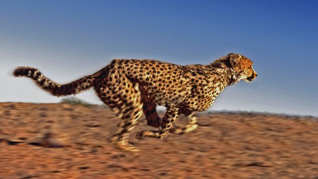 Bbc Earth The Truth About Cheetahs