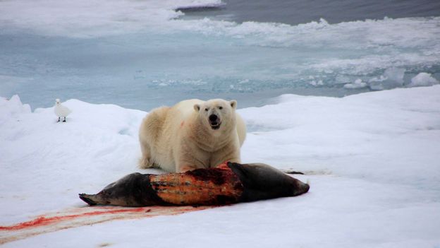 polar bears predators and preys