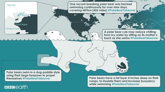 bbc earth polar bear teddy