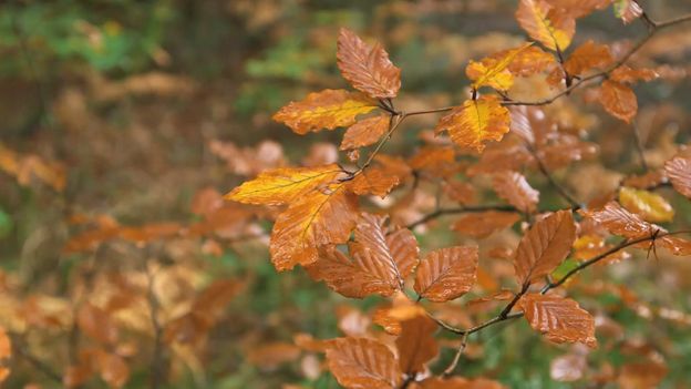 c Earth Why Do Leaves Change Colour In Autumn