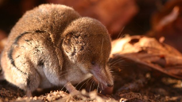 BBC - Earth - Pygmy shrews' winter fight for survival