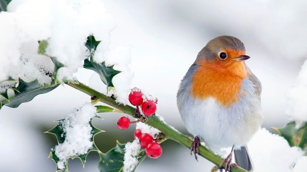 BBC - Earth - Three animals that make the festive period