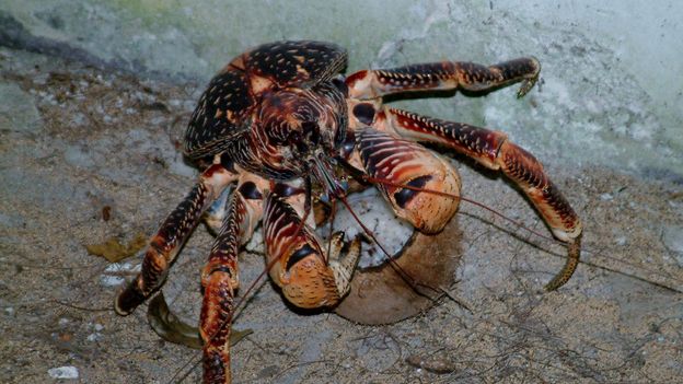 BBC - Earth - Coconut crabs are the biggest arthropods living on land