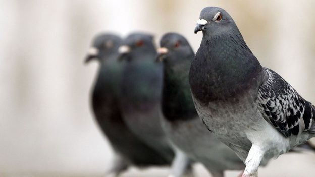 BBC - Earth - Pigeons