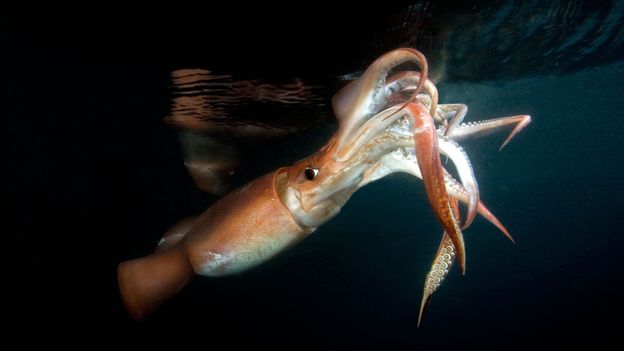 BBC - Earth - Are massive squid really the sea monsters of legend?