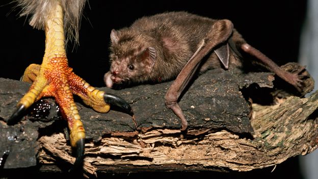 Bbc Earth The Truth About Vampire Bats
