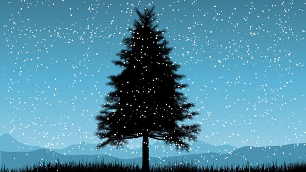 Download Bbc Earth Five Things You Didn T Know About Christmas Trees
