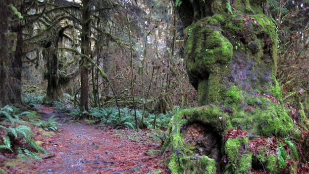 BBC - Travel - The quietest place in the US