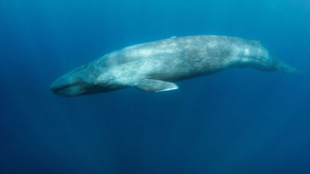 BBC - Earth - Secrets of the animals that dive deep into the ocean