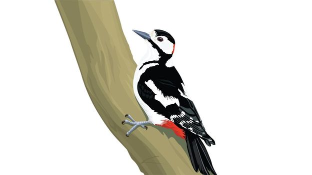 BBC - Earth - Why do woodpeckers drum?