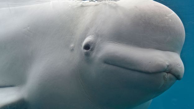 c Earth The Mysterious Squeaks And Whistles Of Beluga Whales