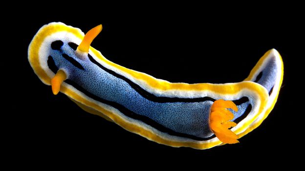 sea slug stuffed animal
