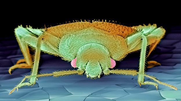 BBC - Earth - Origin of bed bugs revealed