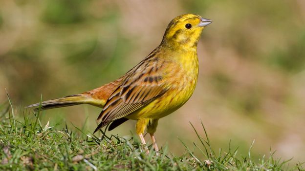 BBC - Earth - How recording farmland birds aids conservation