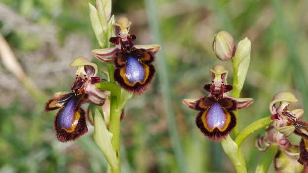 Bbc Earth Three Tricks Orchids Use To Lure Pollinating Insects 