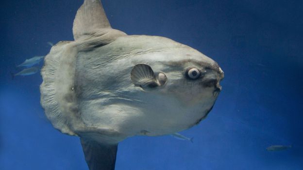 BBC - Earth - Weird giant sunfish reveals secrets