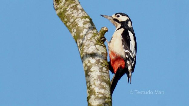 BBC - Earth - Woodpecker drumming a beat