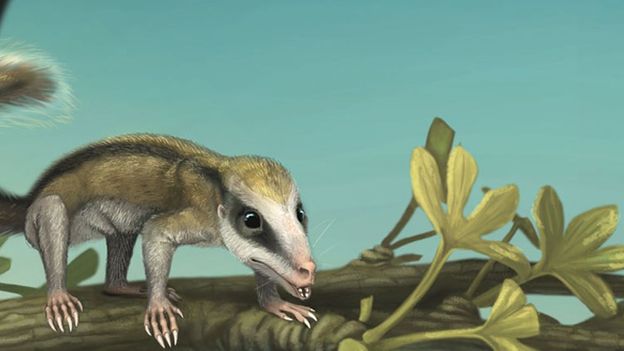 BBC - Earth - Early mammal fossils reveal remarkable diversity