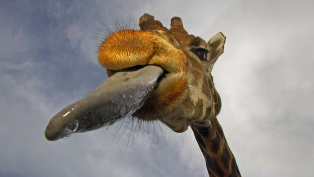 Giraffe Penis
