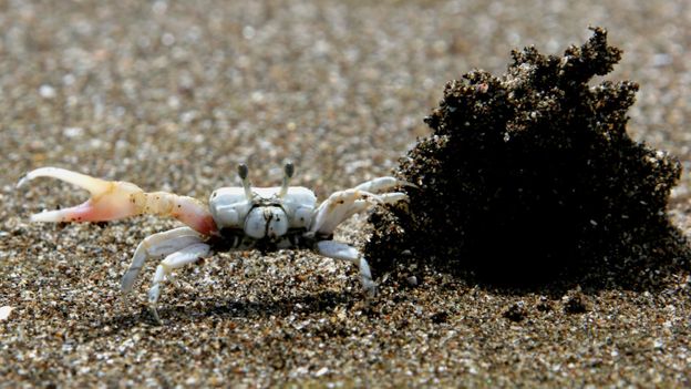 BBC - Earth - Crabs build 'temples of love'