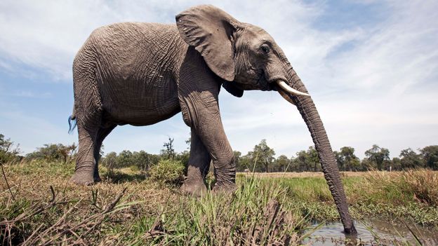 BBC - Earth - Why the elephant has a long trunk