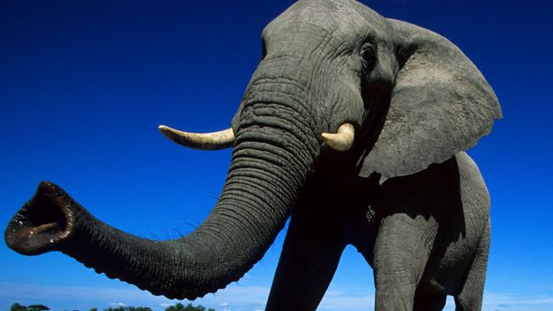 BBC - Earth - Why the elephant has a long trunk