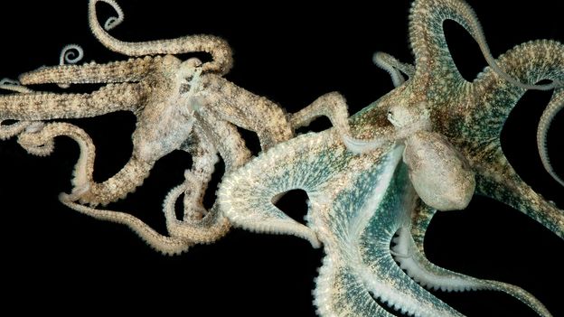 Bbc Earth How Male Octopuses Avoid Being Eaten By Hungry Females 5712