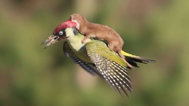 BBC - Earth - Can you top this photo of a weasel riding a woodpecker?