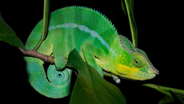 Bbc Earth Secrets Of How A Chameleon Changes Its Colour