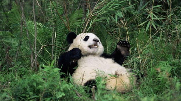 Bbc Earth The Truth About Giant Pandas