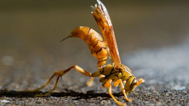 What insect has the most painful sting in the world Bbc Earth The World S Most Painful Insect Sting